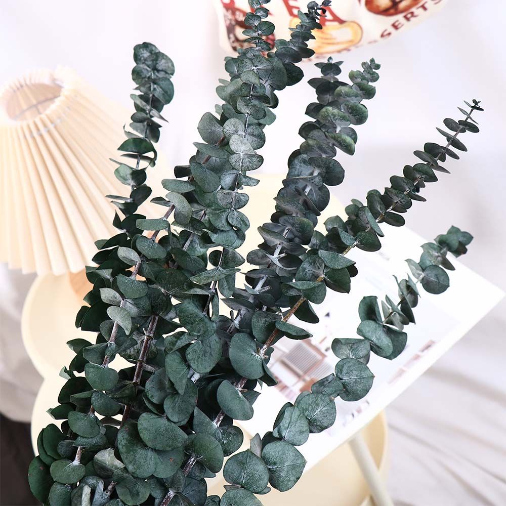 Eucalyptus Preserved - 10 قطع من أوراق الأوكالبتوس المجففة