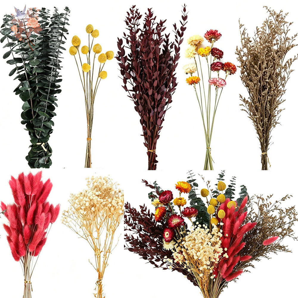 مجموعة كبيرة من الزهور المجففة - مراجعة Florist Flower Supply وسعره